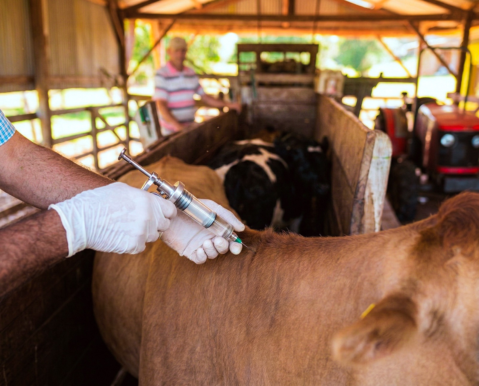 Misiones vacunó a más de 34500 cabezas de ganado y así sostiene el estatus sanitario libre de fiebre aftosa