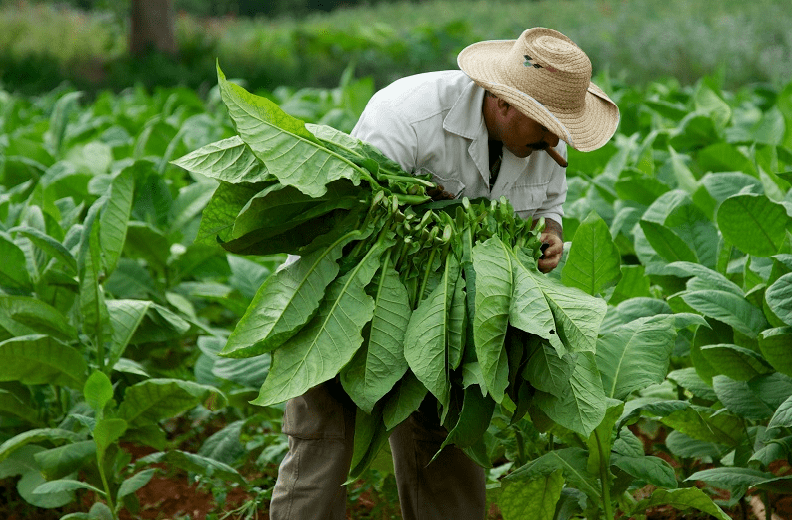 Misiones: Se paga el segundo tramo del FET por más de 2.550 millones de pesos a cerca de 1700 tabacaleros