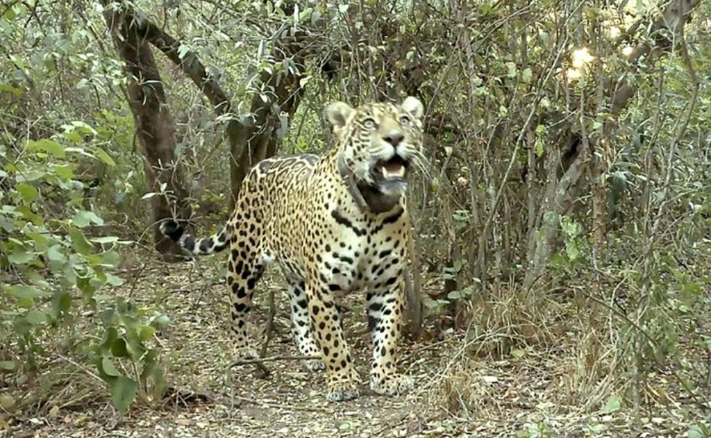 Trágico: Mientras Misiones se afianza como refugio clave del Yaguareté, en el Chaco habrían matado a "Açaí", ejemplar símbolo del Impenetrable