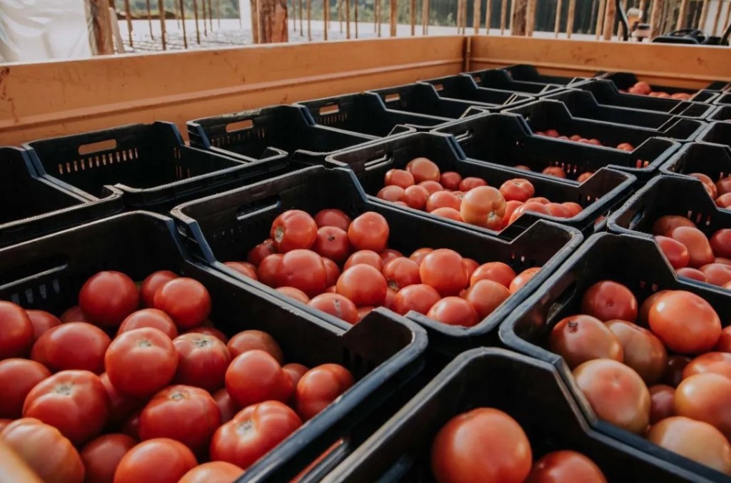 Misiones: En San Vicente combinan cultivos hidropónicos y en suelo para producir tomates, frutillas y pimientos
