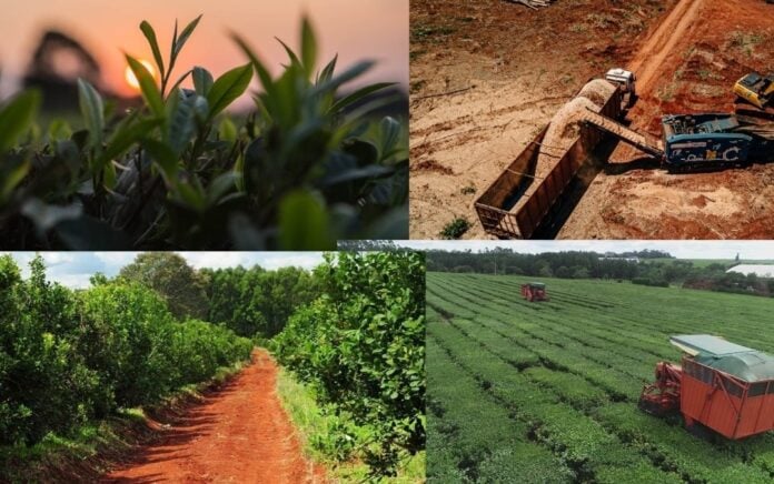 Misiones: Safrán insiste por mesa de trabajo con Nación ante la crisis de las economías regionales