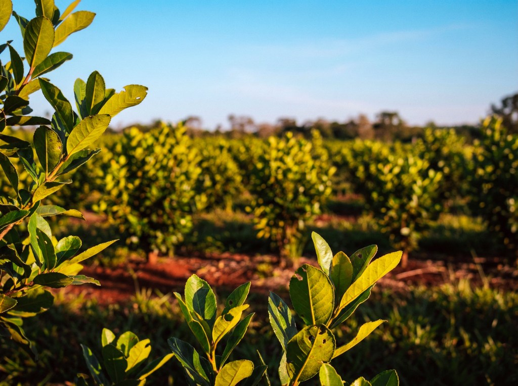Producción y conservación: Misiones impulsa la restauración de agroecosistemas yerbateros