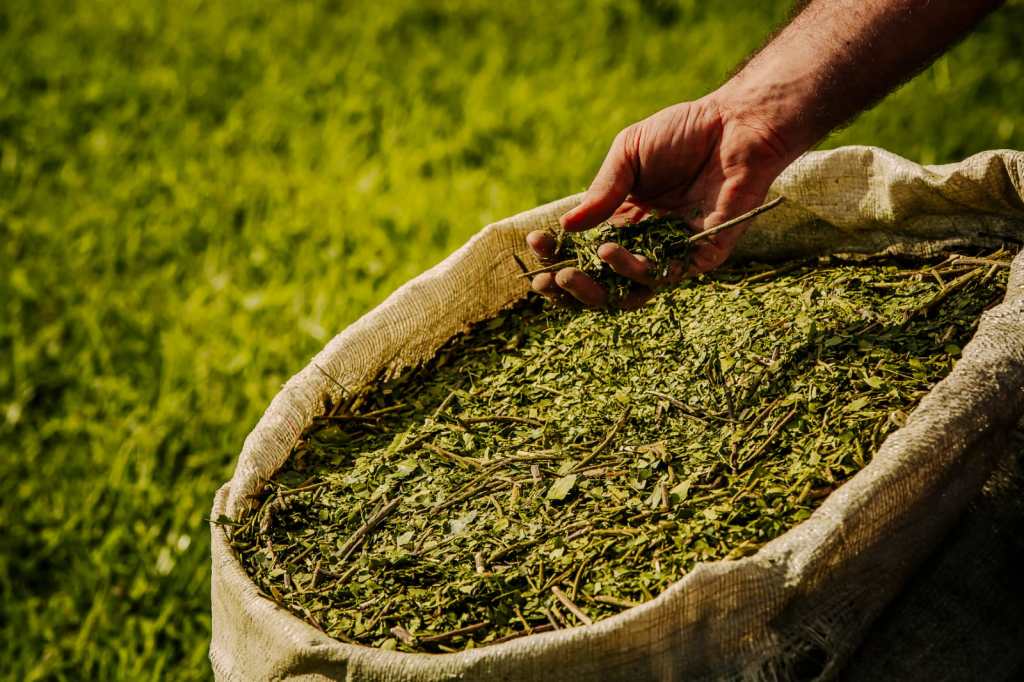 Aclaraciones respecto al informe de la UADE sobre desregulación y precios de la yerba mate