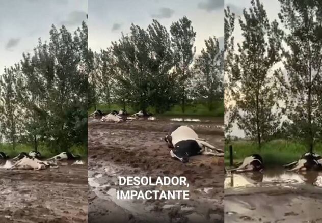 UNA CENTELLA CAUSÓ MORTANDAD DE GANADO EN ZONA RURAL DE CANALS
