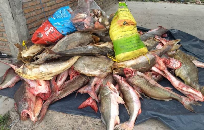 Secuestran una tonelada de pescado en mal estado