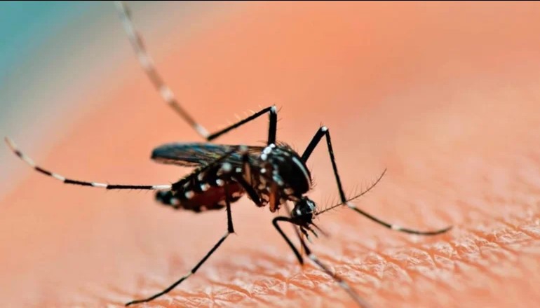 UNA BEBÉ DE CINCO MESES MURIÓ DE DENGUE