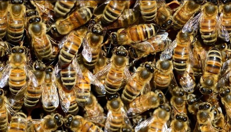 HOMBRE DE 71 AÑOS MURIÓ PICADO POR ABEJAS