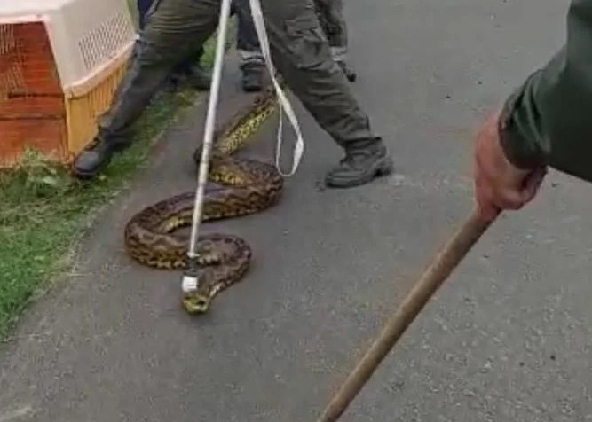 APARECIÓ BOA DE TRES METROS EN ITATÍ