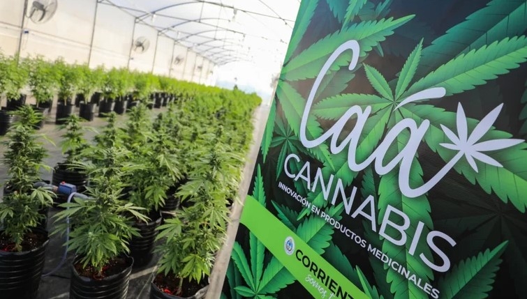 PRESENTARÁN LOS AVANCES SOBRE CANNABIS MEDICINAL