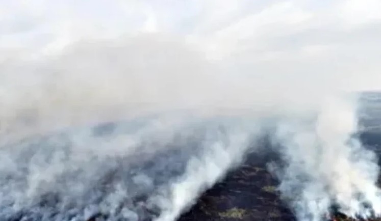INCENDIO ARRASÓ CON MÁS DE MIL HECTÁREAS DE UN ESTERO