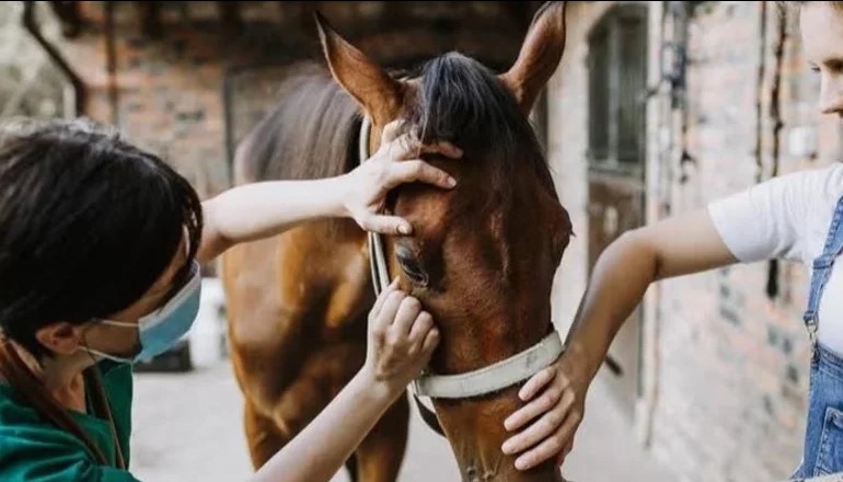 PROHIBEN EL TRASLADO DE CABALLOS EN CORRIENTES