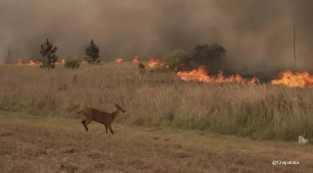 EXTENDIERON LA EMERGENCIA AGROPECUARIA