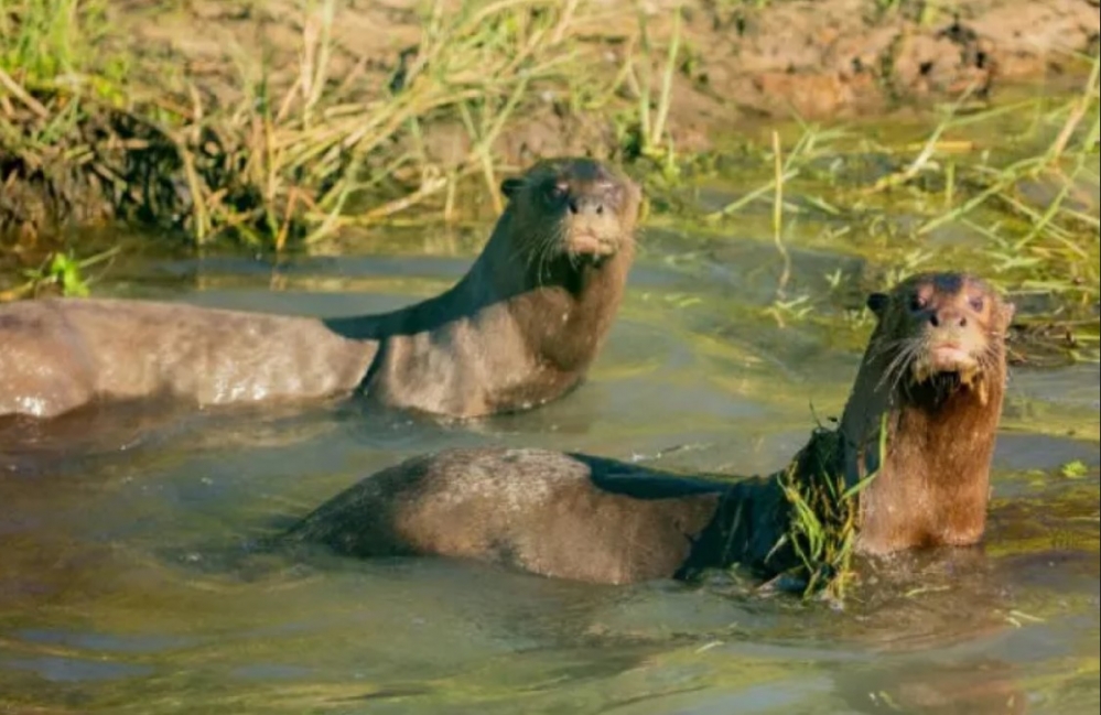 INTRODUCIRÁN UNA NUTRIA GIGANTE EN EL IBERÁ
