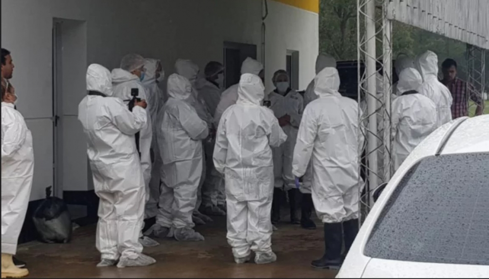 GRIPE AVIAR: TOMARON NUEVAS MUESTRAS EN AVÍCOLA SANTA ANA