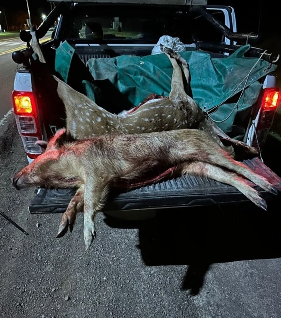 SECUESTRAN ARMAS Y ANIMALES SILVESTRES FAENADOS