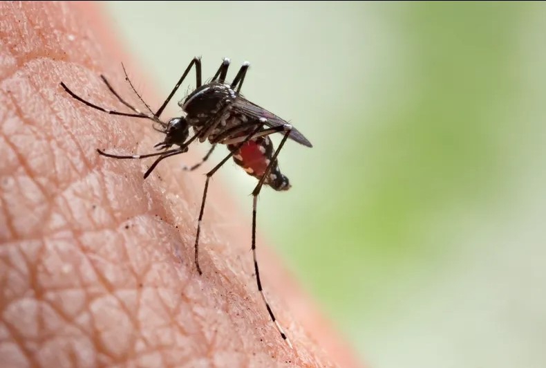 BROTE DE DENGUE EN CORRIENTES: 100 CASOS EN 24 HORAS