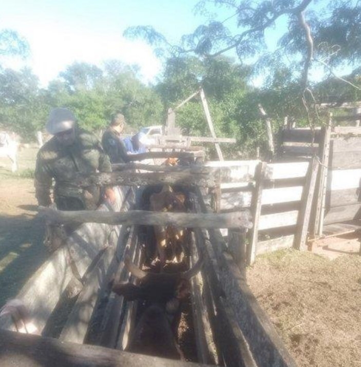 RECUPERAN VACUNOS ROBADOS EN ITATÍ