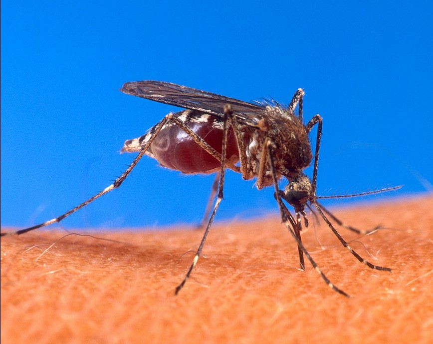 ALERTA POR LA PROPAGACIÓN DE DENGUE