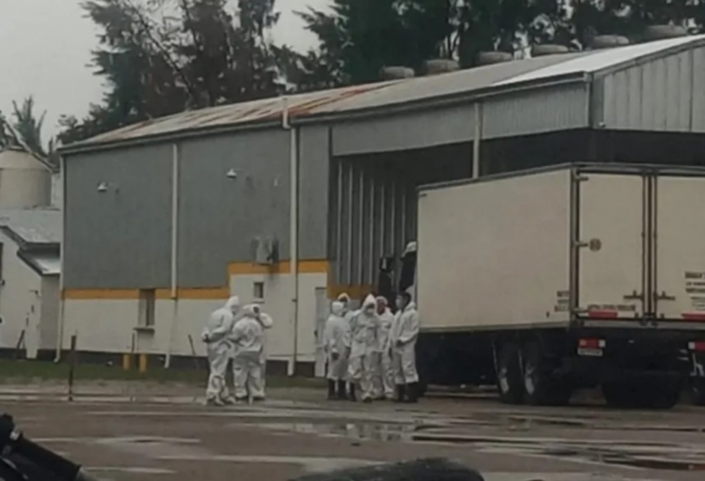 AVÍCOLA SANTA ANA: DIO NEGATIVO LA CONTRAPRUEBA DE GRIPE AVIAR