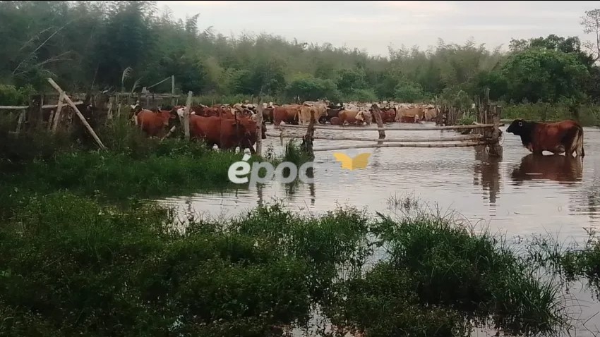 MÁS DE 1 MILLÓN DE CABEZAS DE GANADO AFECTADAS EN CORRIENTES