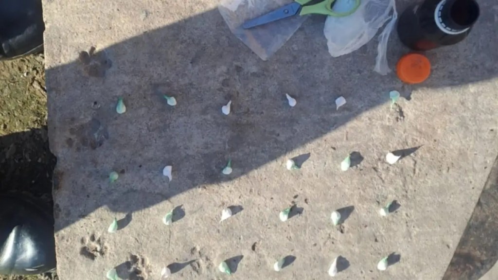 DESBARATAN KIOSCO DE DROGAS EN BELLA VISTA