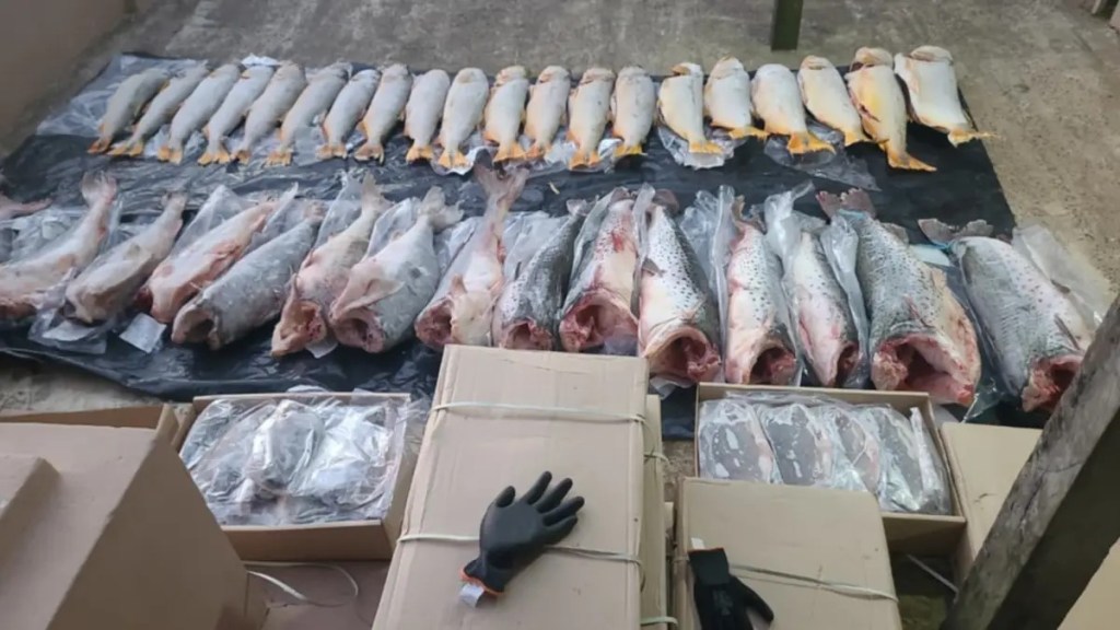 SECUESTRAN CARGA DE PESCADO TRANSPORTADA ILEGALMENTE