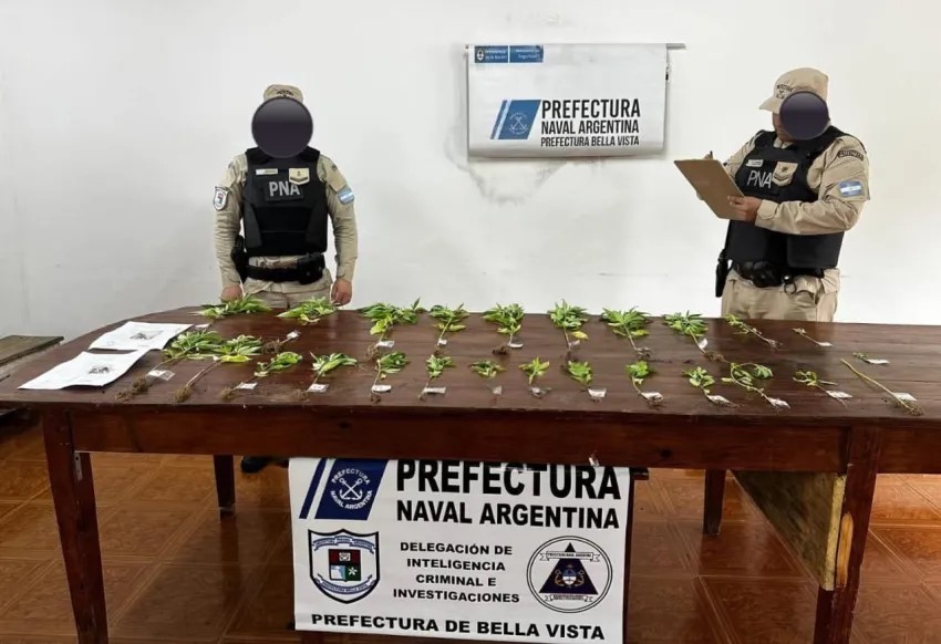 DESCUBREN UNA PLANTACIÓN DE MARIHUANA EN BELLA VISTA