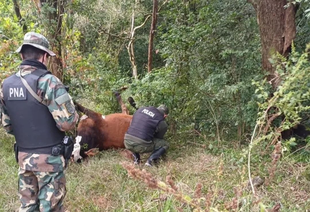 MATARON A BALAZOS A DOS VACAS EN SANTO TOMÉ