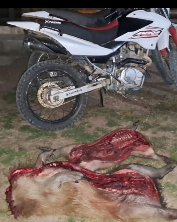 DETIENEN A CAZADORES FURTIVOS CON CARNE DE CARPINCHO Y YACARÉ