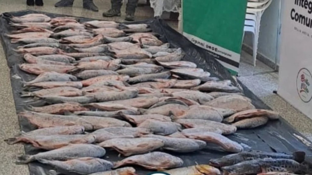 INCAUTAN PESCADOS DE UN ACOPIADOR ILEGAL EN BELLA VISTA