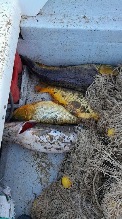 DECOMISAN MALLONES Y PESCADOS A DEPREDADORES DEL RÍO