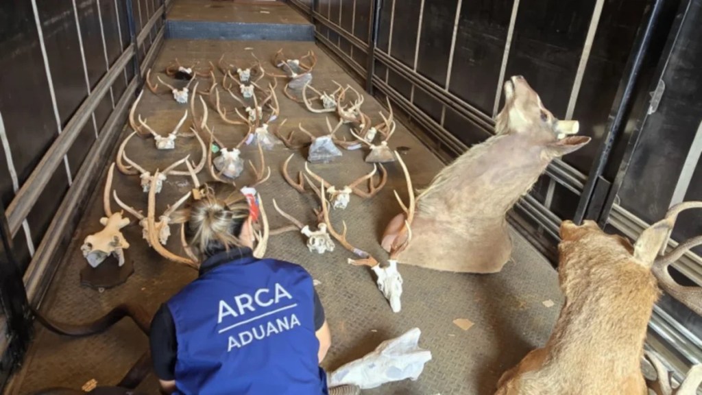 SECUESTRAN ANIMALES EMBALSAMADOS QUE ERAN ENVIADOS A BRASIL