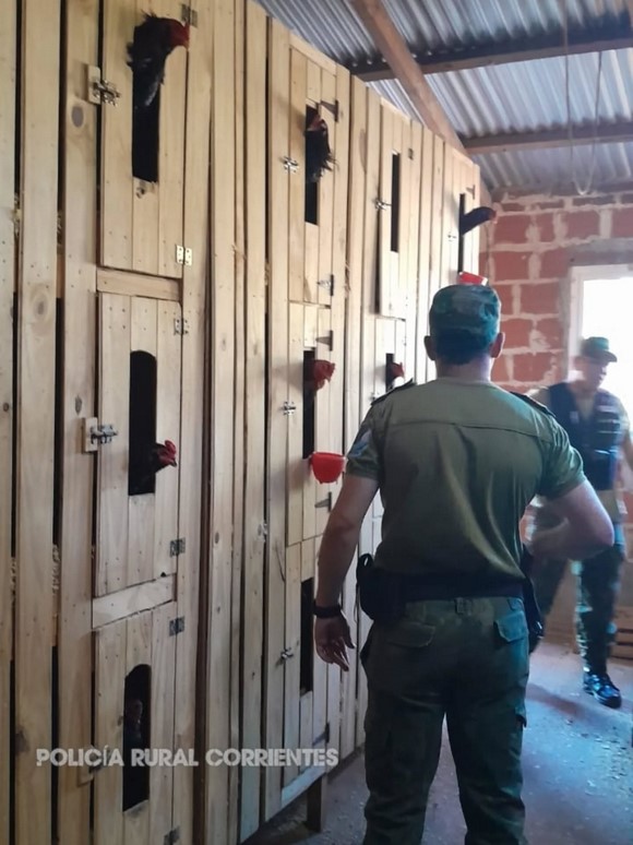 TRAS ALLANAMIENTO RESCATAN GALLOS DE RIÑA EN SANTO TOMÉ