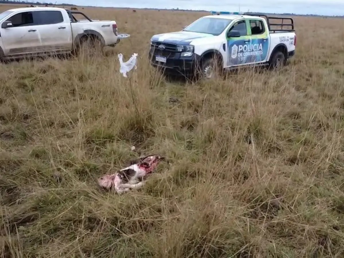 TERNEROS MUTILADOS EN CONCEPCIÓN: SOSPECHAN DE UN PUMA