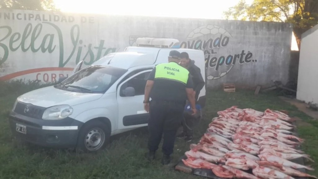 DECOMISAN 400 KILOS DE PESCADO EN BELLAVISTA