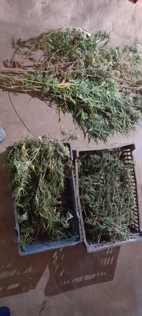DESCUBREN UNA PLANTACIÓN DE MARIHUANA EN BELLA VISTA