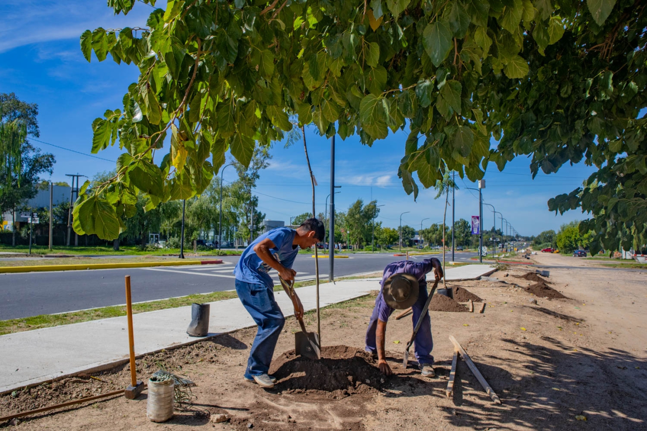 Siguen los trabajos de plantación en la avenida Alfonsín