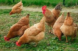 Los ladrones de gallinas no van presos