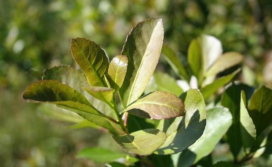 Mega DNU: Inym pierde la potestad de fijar el precio de la yerba