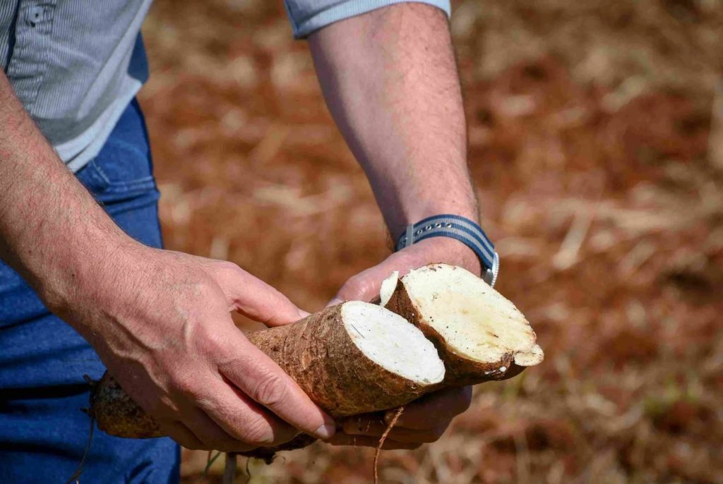 Misiones propone a nación más reintegros forestales y menor IVA a la fécula de mandioca