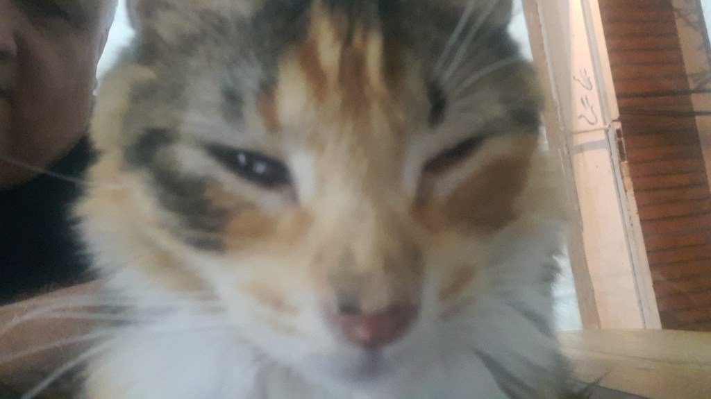 *Pocito realizará Operativo de Vacunación Canina y Felina*
