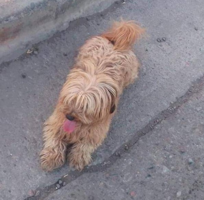 Día del animal: Por qué se celebra el 29 de abril en Argentina