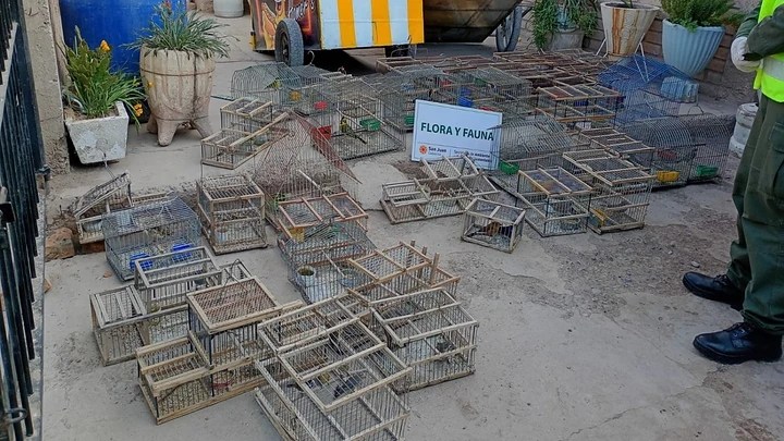 Secuestraron 45 aves silvestres y cuatro toneladas de leña en dos operativos en San Juan