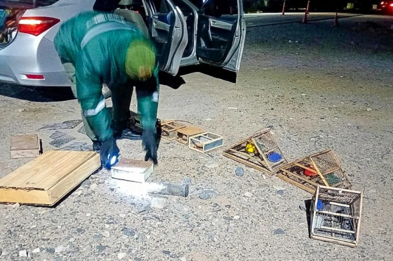 Importante operativo en Bermejo: rescataron 30 aves silvestres