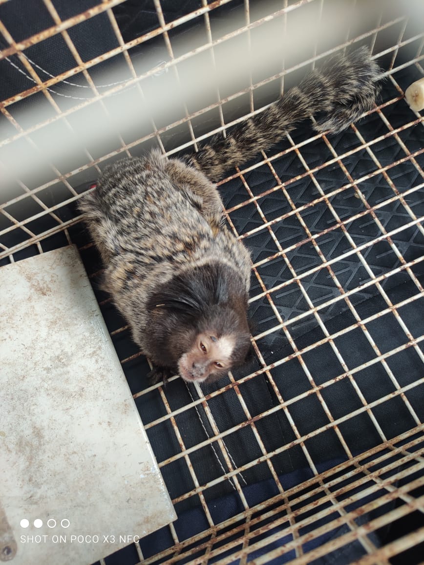 Rescate de un ejemplar de un mono Tití en Bº Müller