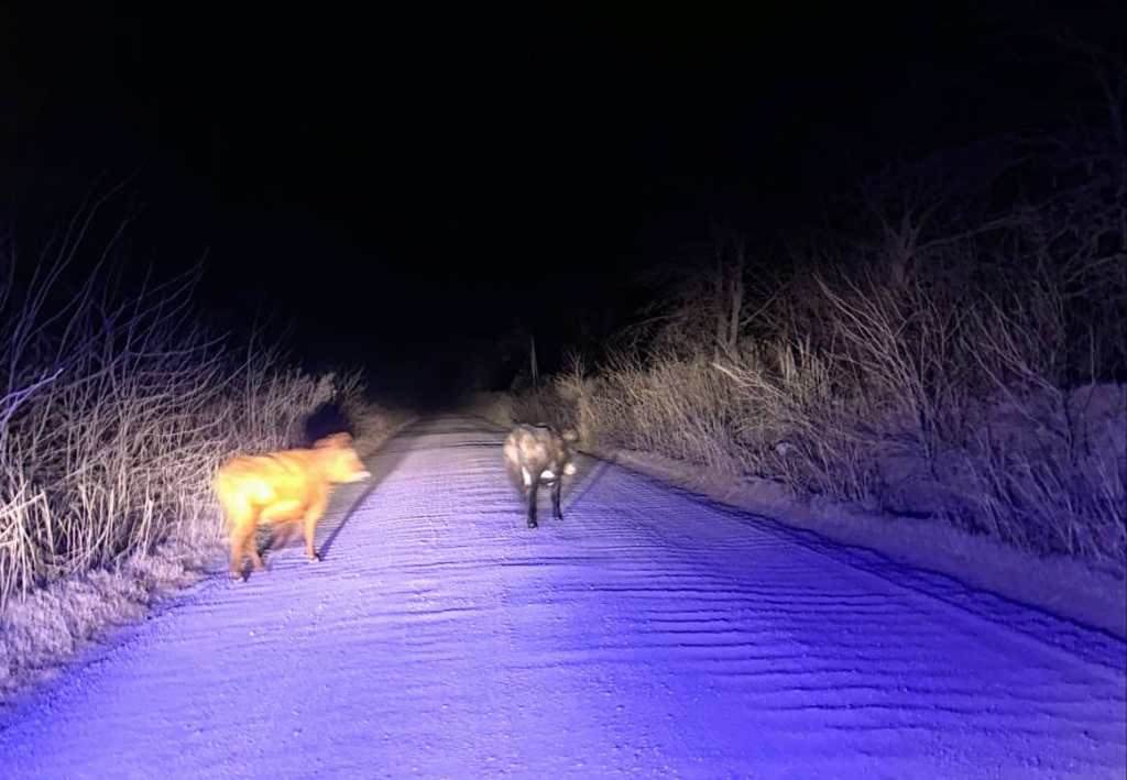 ANIMALES SUELTOS EN LA VIA PUBLICA