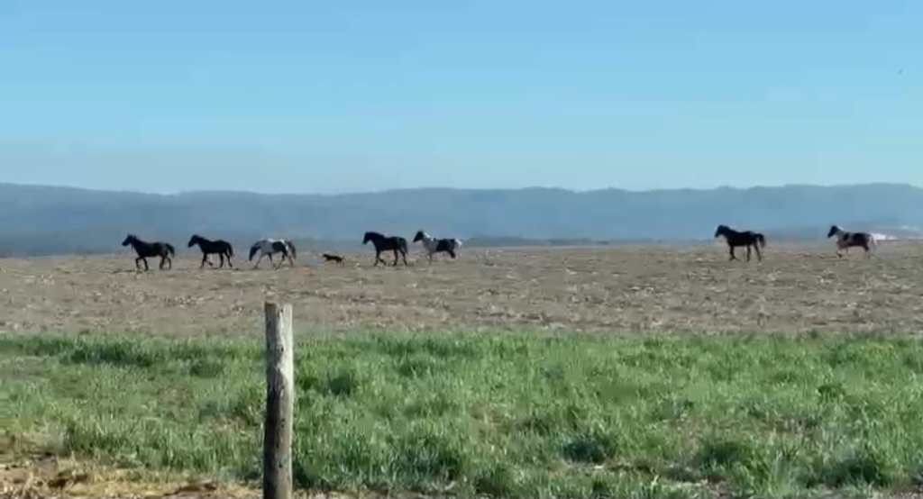ANIMALES EN PREDIO AJENO