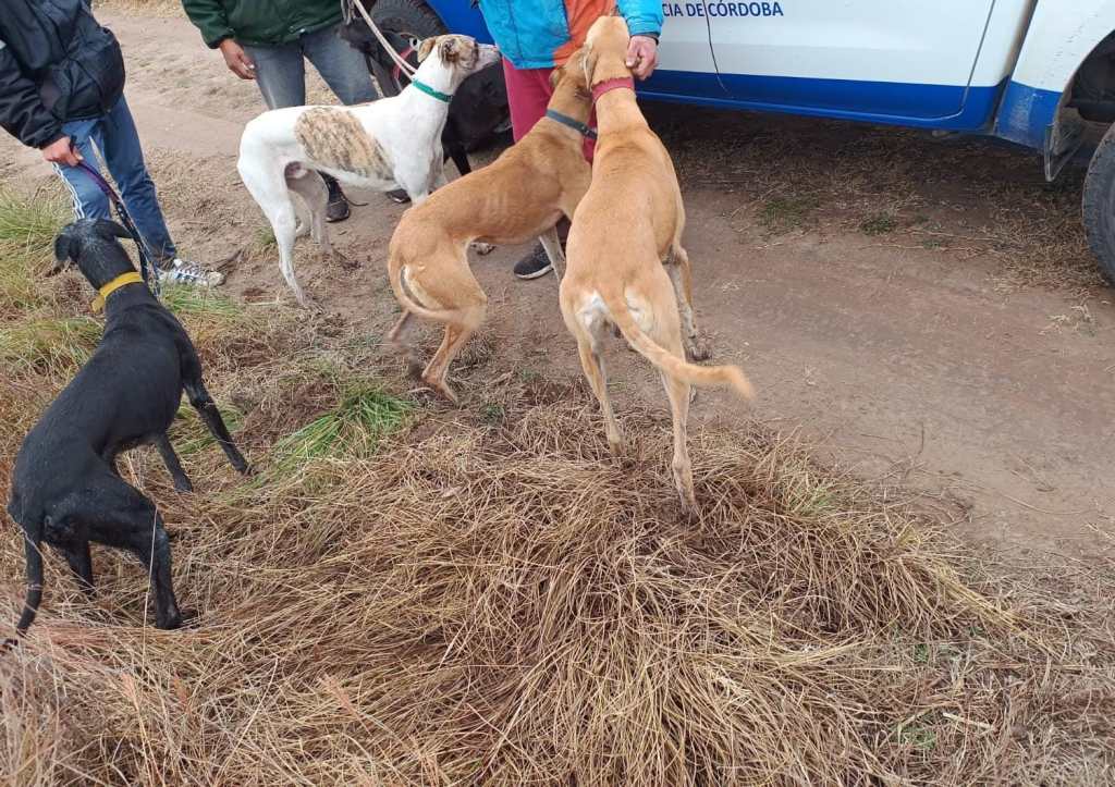 INFRACCIÓN A LAS NORMAS DE CAZA