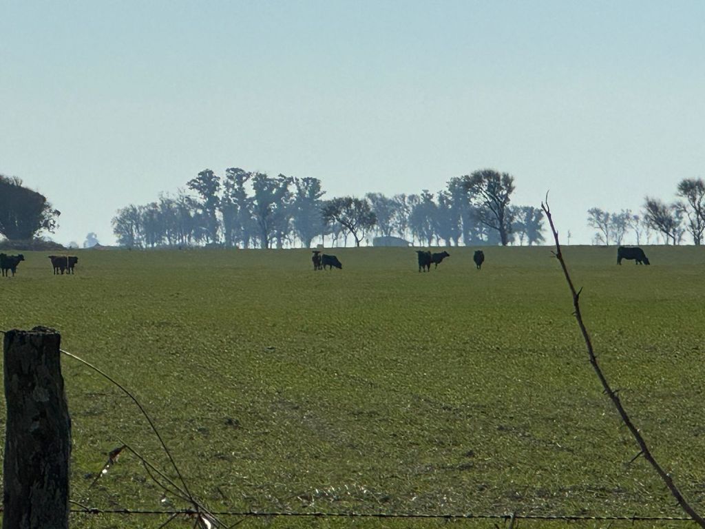 ANIMALES EN PREDIO AJENO