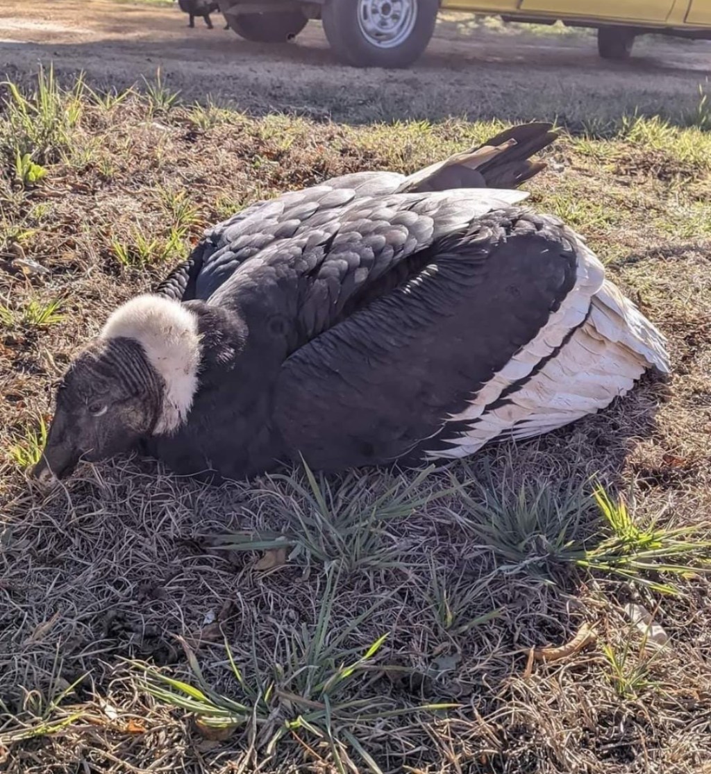Patrulla Rural rescató un Cóndor Andino Juvenil